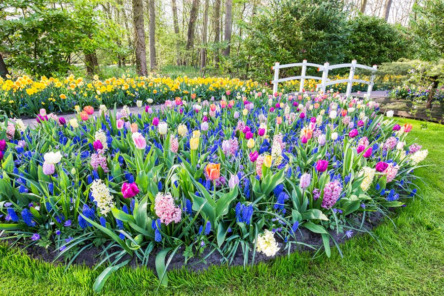 Tulips: A Complete Guide to Growing and Caring for Them